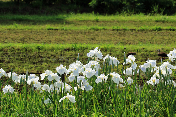 花菖蒲の咲く座間谷戸山公園 花菖蒲の咲く座間谷戸山公園