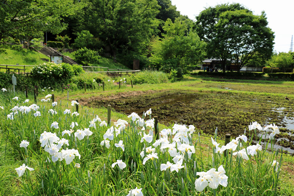花菖蒲の咲く座間谷戸山公園 花菖蒲の咲く座間谷戸山公園