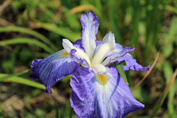 花菖蒲の咲く座間谷戸山公園 花菖蒲の咲く座間谷戸山公園