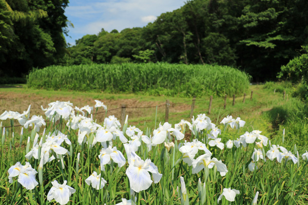 花菖蒲の咲く座間谷戸山公園 花菖蒲の咲く座間谷戸山公園