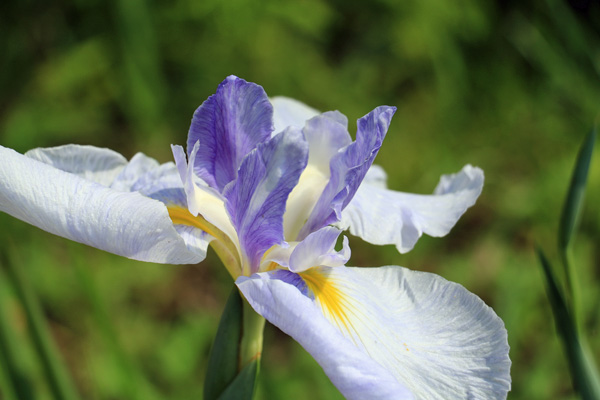 花菖蒲の咲く座間谷戸山公園 花菖蒲の咲く座間谷戸山公園