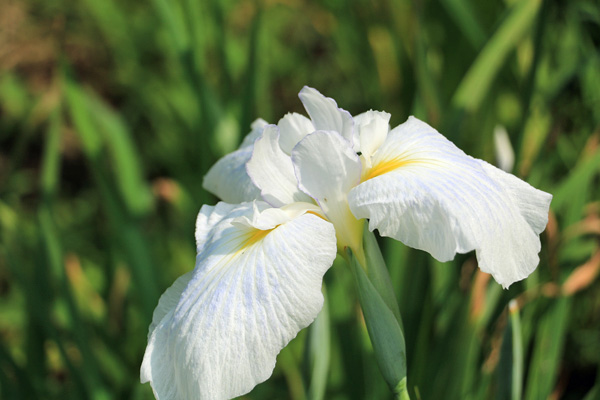 花菖蒲の咲く座間谷戸山公園 花菖蒲の咲く座間谷戸山公園