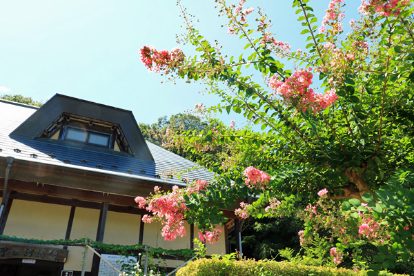 夏の座間谷戸山公園 夏の座間谷戸山公園