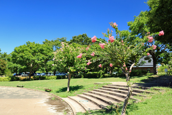 夏の座間谷戸山公園 夏の座間谷戸山公園