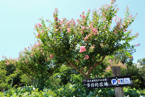 夏の座間谷戸山公園 夏の座間谷戸山公園
