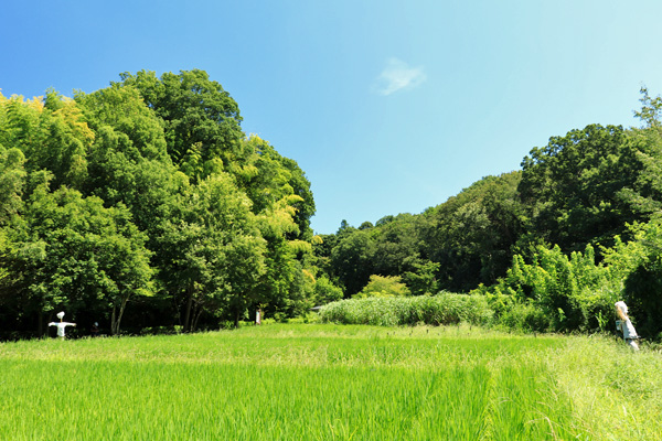 夏の座間谷戸山公園 夏の座間谷戸山公園