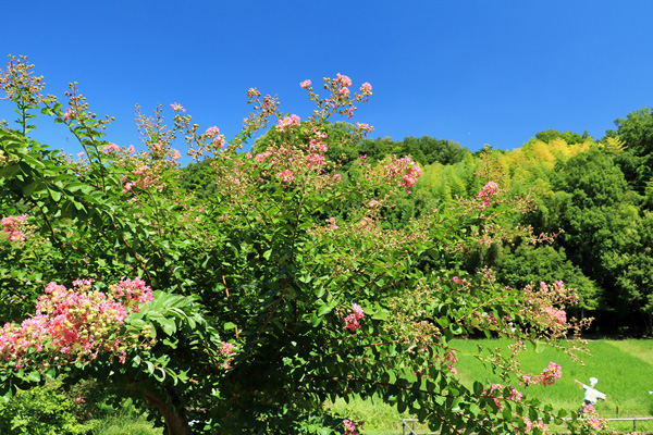 夏の座間谷戸山公園 夏の座間谷戸山公園
