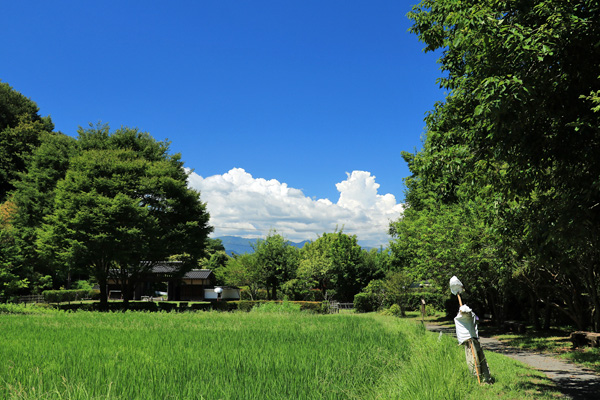夏の座間谷戸山公園 夏の座間谷戸山公園