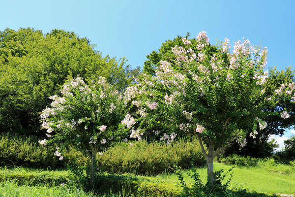 夏の座間谷戸山公園 夏の座間谷戸山公園