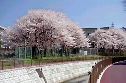 春の恩田川河畔 春の恩田川河畔