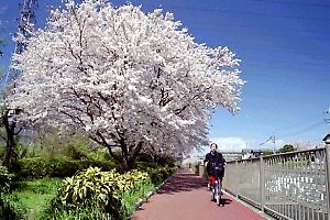 春の恩田川河畔 春の恩田川河畔