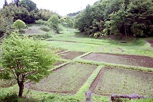 小野路の谷戸田 小野路の谷戸田