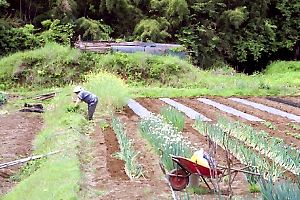 小野路の畑風景 小野路の畑風景