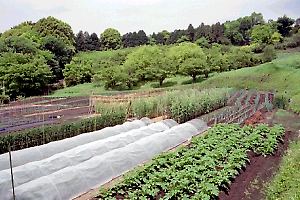 小野路の畑風景 小野路の畑風景