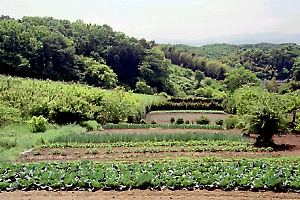 東光寺付近の畑地 東光寺付近の畑地