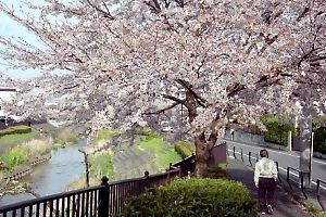 湯殿川河畔の桜 湯殿川河畔の桜