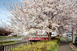 湯殿川河畔の桜 湯殿川河畔の桜