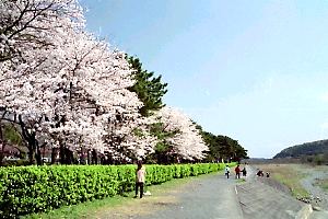 桜咲く相模川自然の村