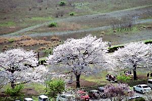 桜咲く相模川自然の村