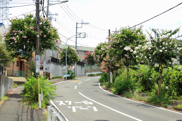 荏田北の百日紅並木 荏田北の百日紅並木