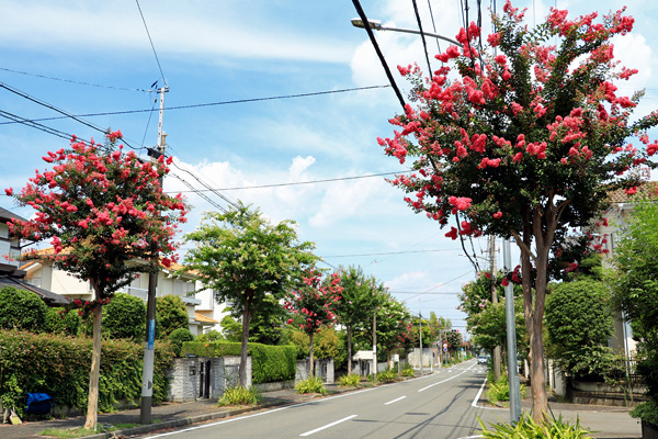 荏田北の百日紅並木 荏田北の百日紅並木