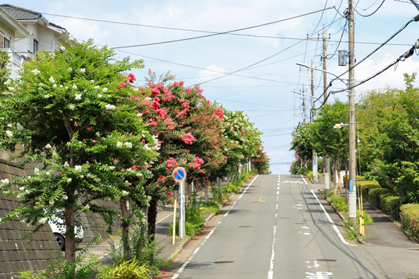 荏田北の百日紅並木 荏田北の百日紅並木