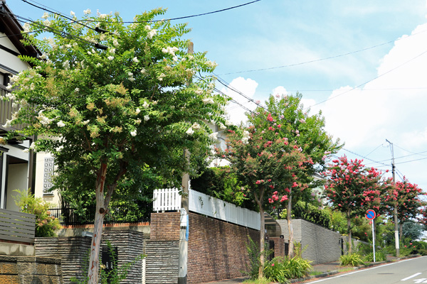 荏田北の百日紅並木 荏田北の百日紅並木