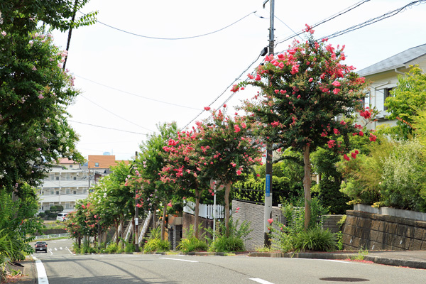 荏田北の百日紅並木 荏田北の百日紅並木