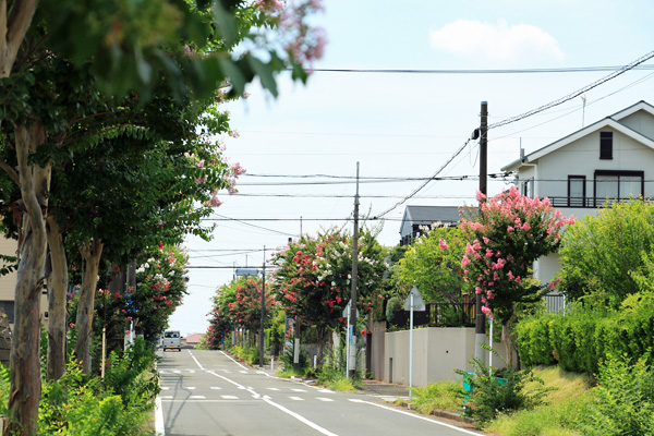 荏田北の百日紅並木 荏田北の百日紅並木