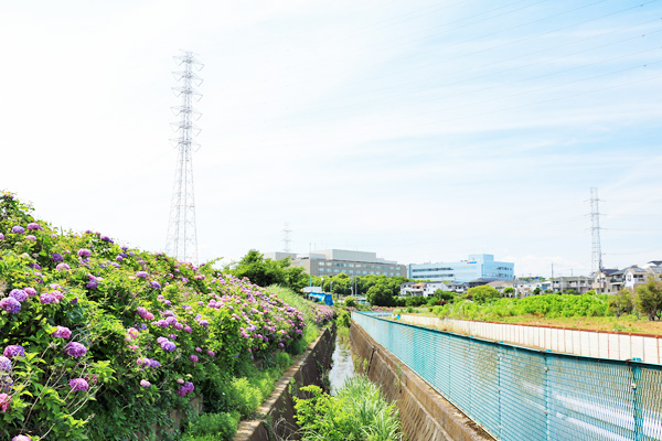 大熊川あじさい緑道 大熊川あじさい緑道