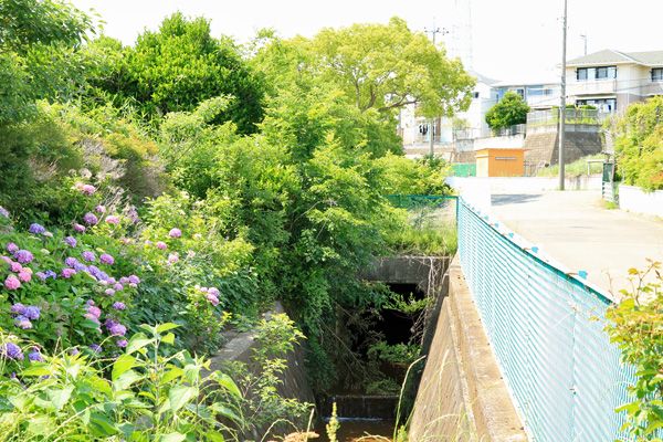 大熊川あじさい緑道 大熊川あじさい緑道
