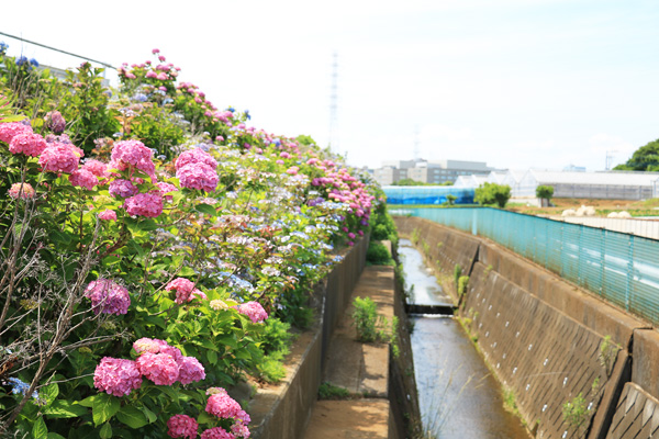 大熊川あじさい緑道 大熊川あじさい緑道