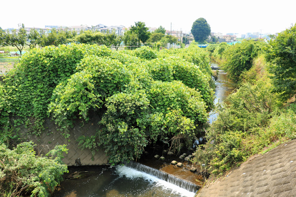 岩川(宮下橋〜御前田橋) 岩川(宮下橋〜御前田橋)