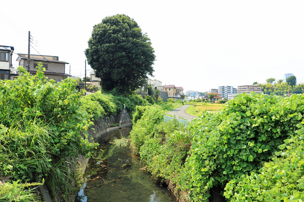 岩川(宮下橋〜御前田橋) 岩川(宮下橋〜御前田橋)