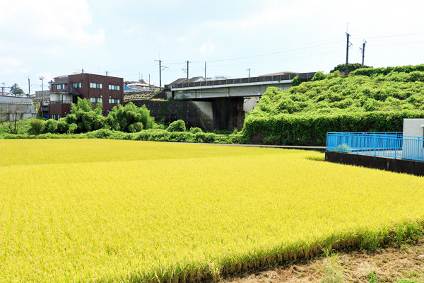 岩川(宮下橋〜御前田橋) 岩川(宮下橋〜御前田橋)