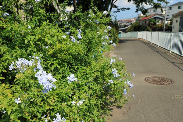 岩川(宮下橋〜御前田橋) 岩川(宮下橋〜御前田橋)
