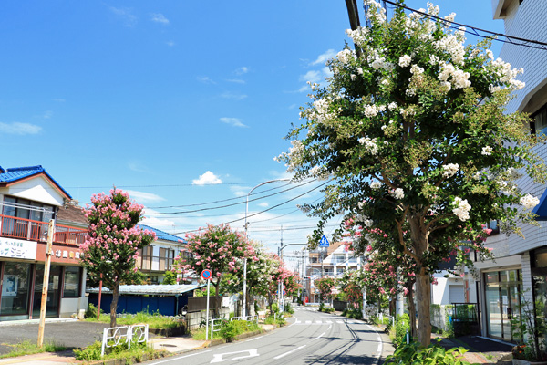 片倉駅前の百日紅並木 片倉駅前の百日紅並木