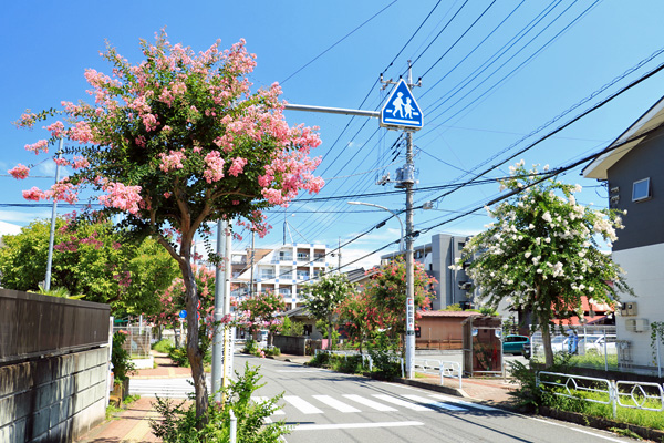 片倉駅前の百日紅並木 片倉駅前の百日紅並木