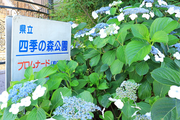 紫陽花の咲く四季の森公園プロムナード 紫陽花の咲く四季の森公園プロムナード