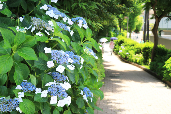 紫陽花の咲く四季の森公園プロムナード 紫陽花の咲く四季の森公園プロムナード