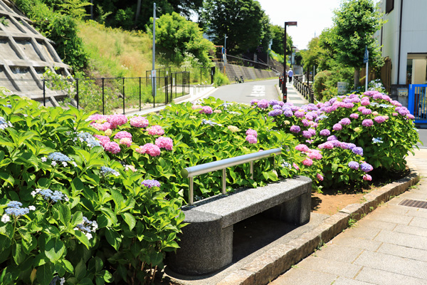 紫陽花の咲く四季の森公園プロムナード 紫陽花の咲く四季の森公園プロムナード