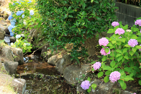 紫陽花の咲く四季の森公園プロムナード 紫陽花の咲く四季の森公園プロムナード