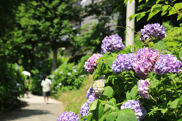 紫陽花の咲く四季の森公園プロムナード 紫陽花の咲く四季の森公園プロムナード
