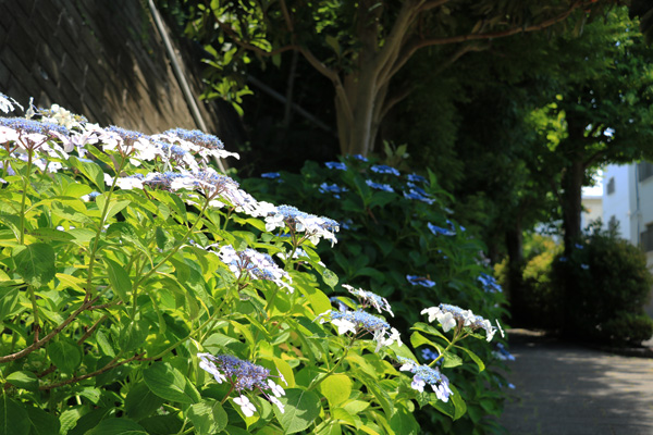 紫陽花の咲く四季の森公園プロムナード 紫陽花の咲く四季の森公園プロムナード