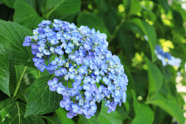 紫陽花の咲く四季の森公園プロムナード 紫陽花の咲く四季の森公園プロムナード