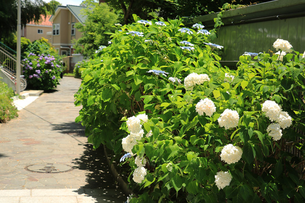 紫陽花の咲く四季の森公園プロムナード 紫陽花の咲く四季の森公園プロムナード