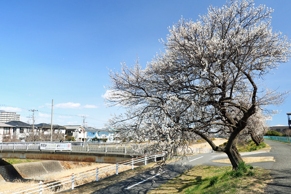 ����̔~����