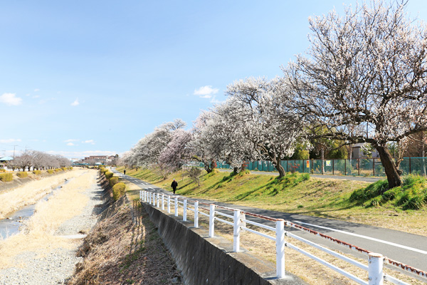 ����̔~����