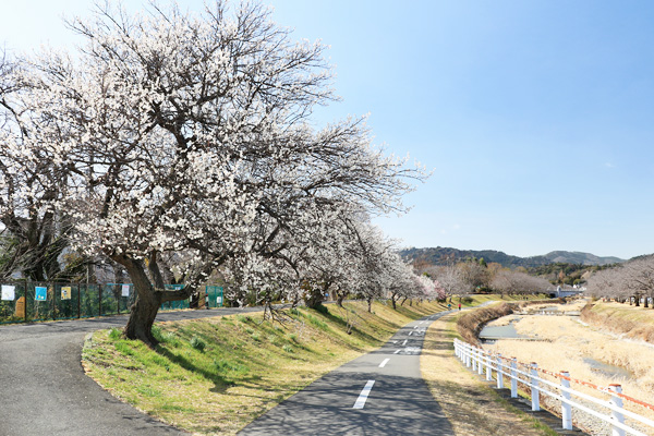 ����̔~����