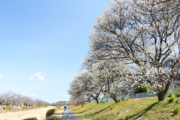 ����̔~����